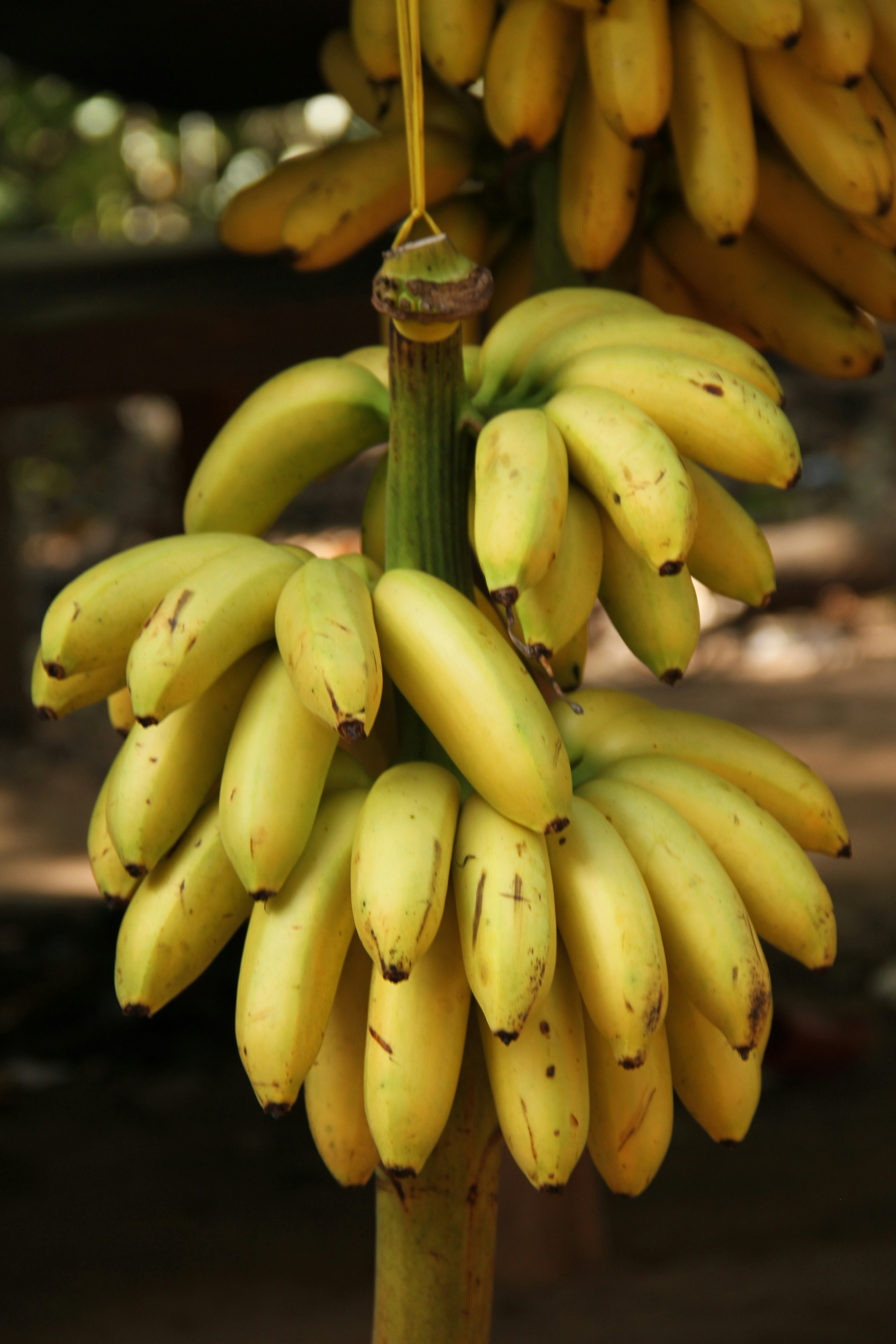 Banana Nanica
